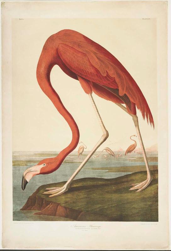 American Flamingo