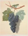 Plate L: Purple grapes