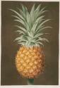 Plate XLIV: Pineapple