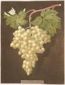 Plate LX: White grapes