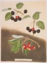 Plate XI: Black Cherries