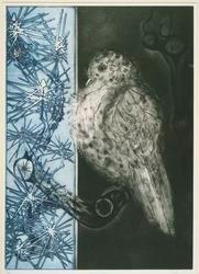 Pine Wood Pigeon