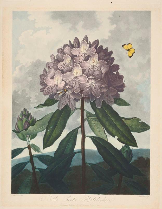 The Pontic Rhododendron (Pl. 25 from Dr. Robert John Thornton, "The Temple of Flora...", London, 1799–1807)