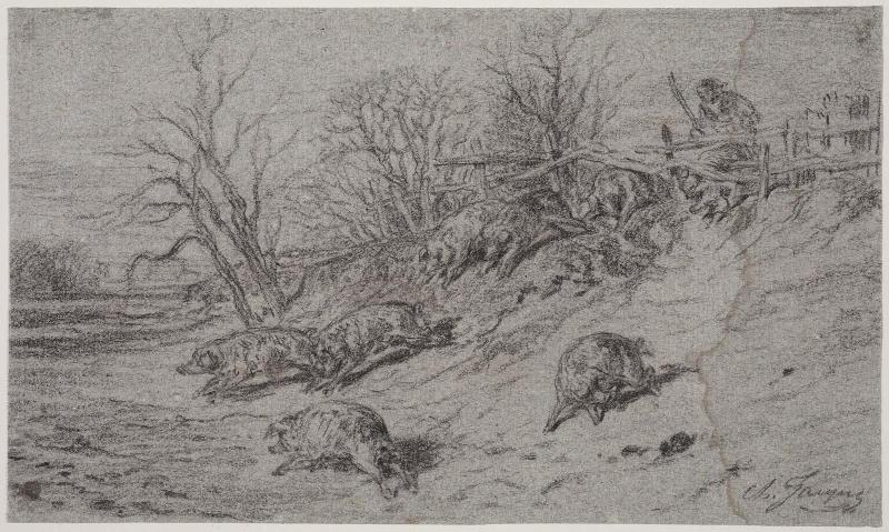 Man chasing pigs