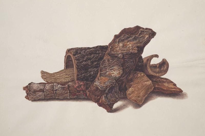 Specimens of Bark
