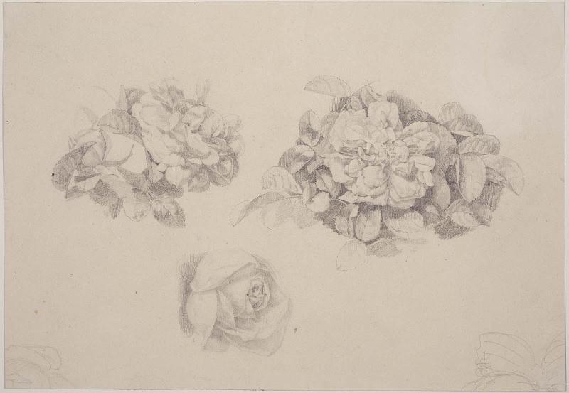 Roses