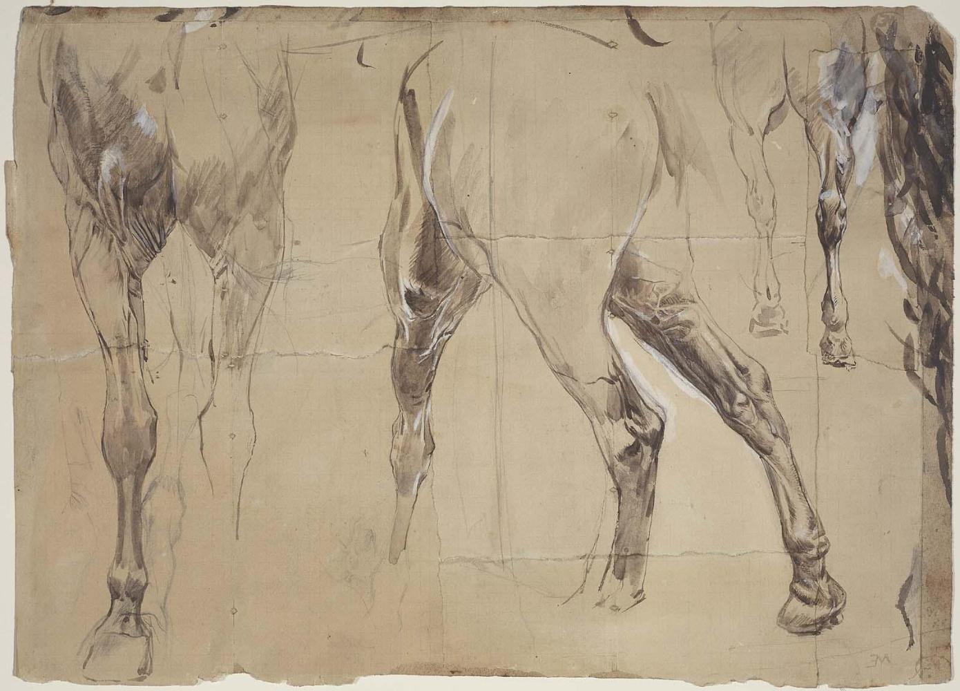 Study of Horses' Legs