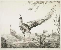 Peacocks