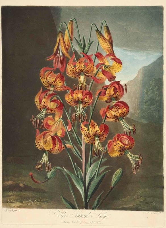 The Superb Lily (Lilium Superbum) plate B (Pl.21 from Dr. Robert John Thornton, "The Temple of Flora...", London, 1799–1807)