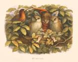 "Elf and Owls"