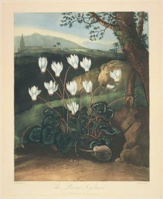 The Persian Cyclamen ((Pl. 5 from Dr. Robert John Thornton, "The Temple of Flora...", London, 1799–1807)