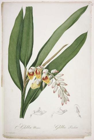 Globba Nutans (Pl. 60 of Redouté, "Les Liliacées", Paris, 1802–1816, Vol. 1, 1802)