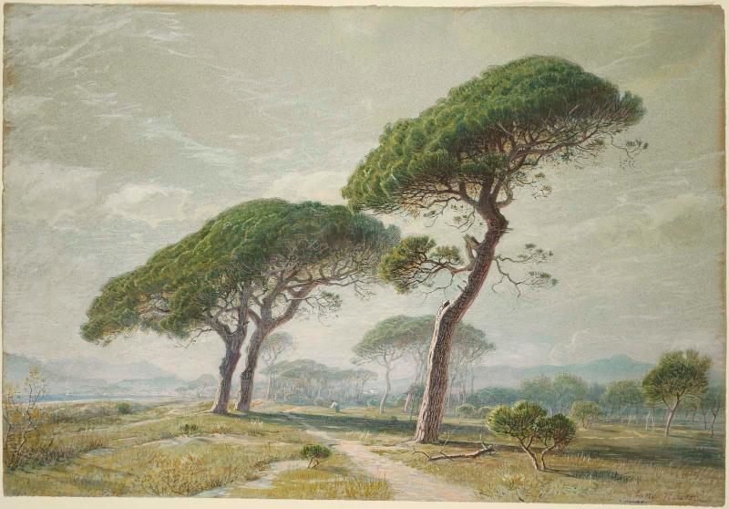 View of Cannes with Parasol Pines