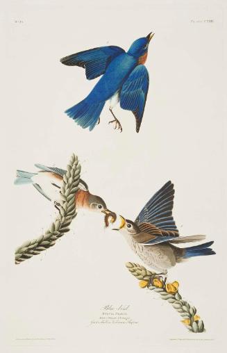 The Birds of America, Plate 113, Blue-bird