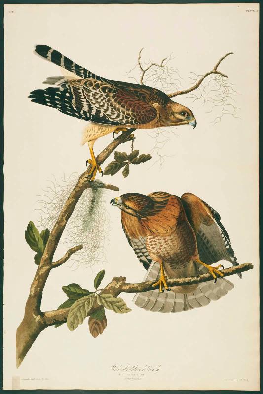 The Birds of America, Plate 56, Red-shouldered Hawk