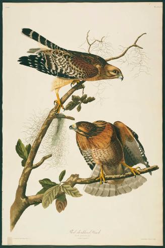The Birds of America, Plate 56, Red-shouldered Hawk