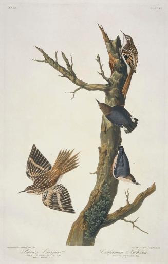 The Birds of America, Plate 415, Brown Creeper
