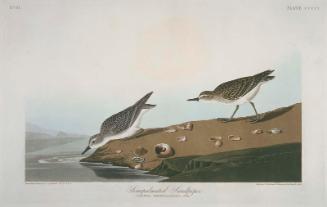 The Birds of America, Plate 405, Semipalmated Sandpiper