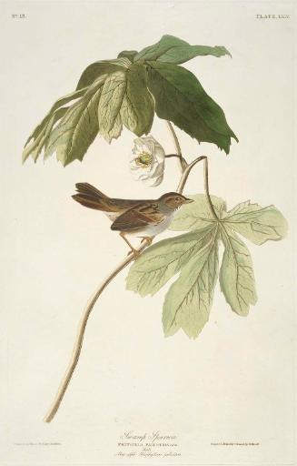 The Birds of America, Plate 64, Swamp Sparrow