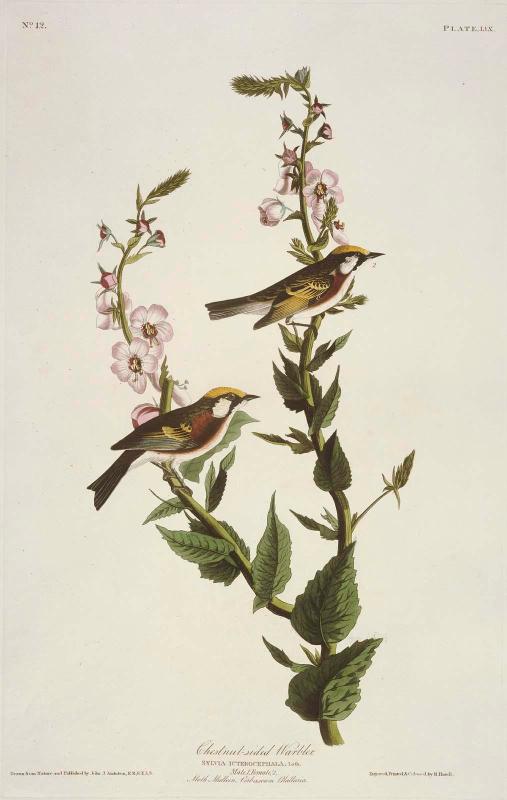 The Birds of America, Plate 59, Chestnut Sided Warbler