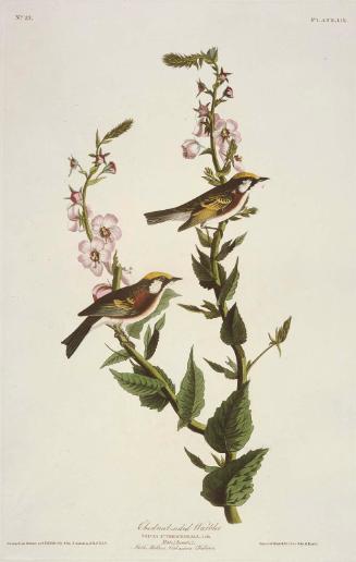 The Birds of America, Plate 59, Chestnut Sided Warbler