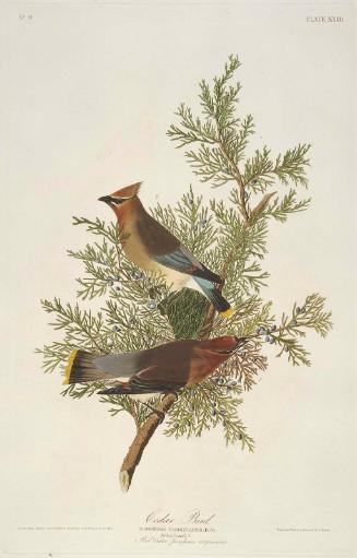 The Birds of America, Plate 43, Cedar Bird