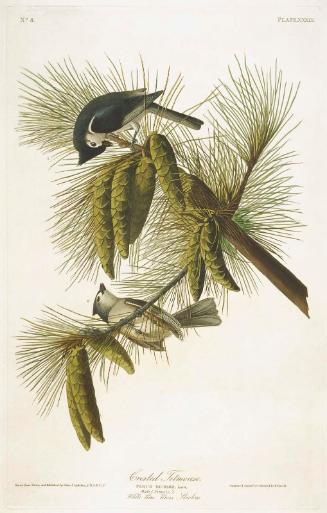 The Birds of America, Plate 39, Crested Titmouse