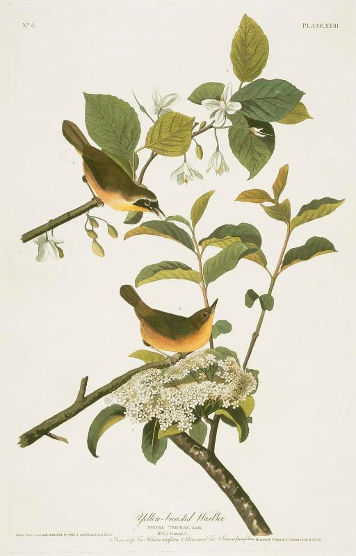 The Birds of America, Plate 23, Maryland Yellow Throat