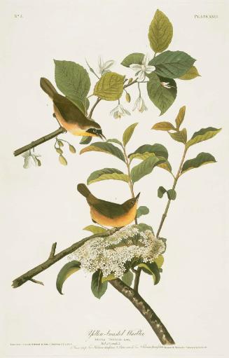 The Birds of America, Plate 23, Maryland Yellow Throat