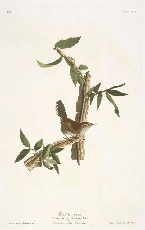 The Birds of America, Plate 18, Bewick's Wren