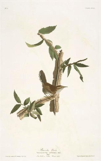 The Birds of America, Plate 18, Bewick's Wren