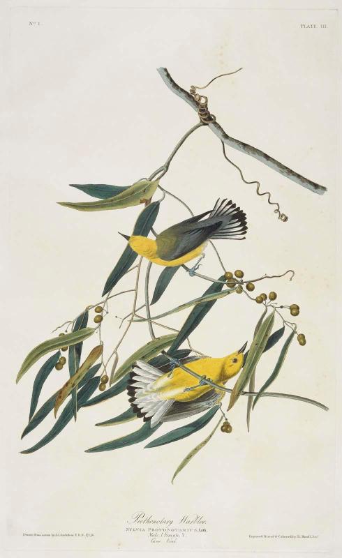 The Birds of America, Plate 3, Prothonotary Warbler