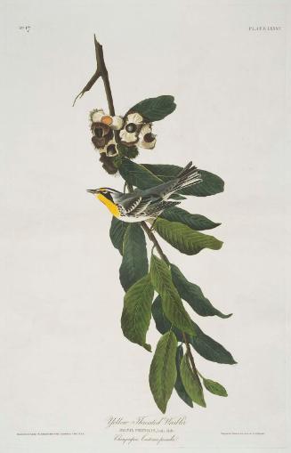 The Birds of America, Plate 85, Yellow Throated Warbler