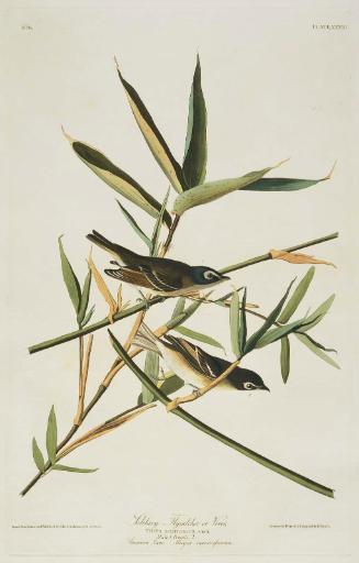 The Birds of America, Plate 28, Solitary Flycatcher or Vireo
