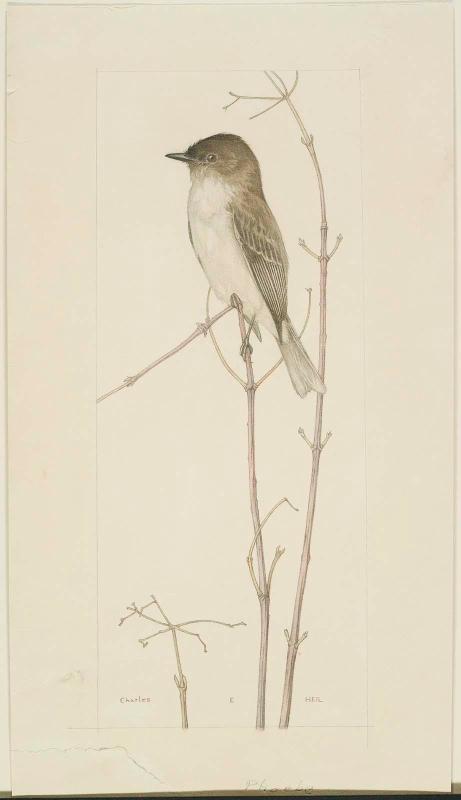 Phoebe, Profile to Left, on Bare Twigs