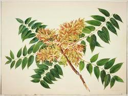 Tree of Heaven (Ailanthus Altissima)