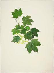 Norway Maple (Acer Plantanoides)