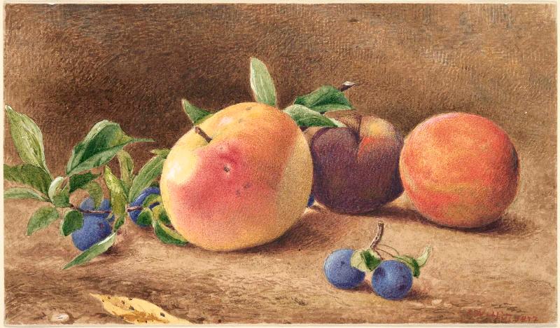 Study of Fruit