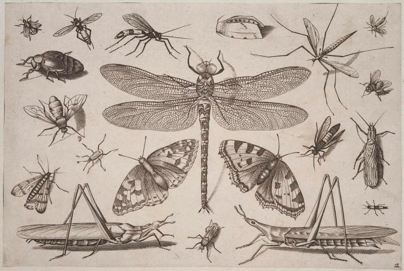 Diversae Insectarum Volatilium icones ad vivum accuratissime depictae...