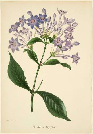 Rondeletia longiflora (possibly from Joseph Paxton, ed. "Magazine of Botany and Register of Flowering Plants," London, 1834–49)
