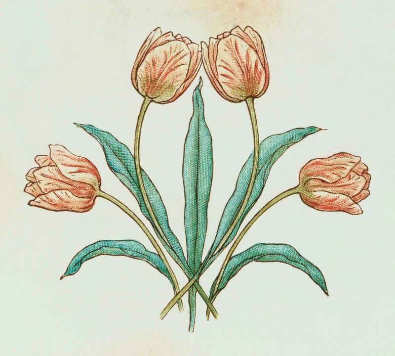 Page 44: Tulips