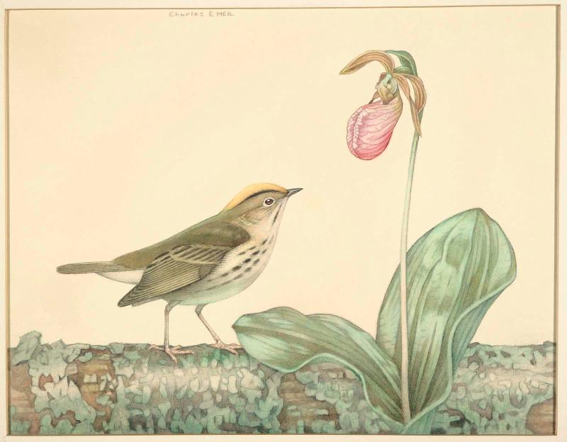 Ovenbird and Pink Lady's-Slipper