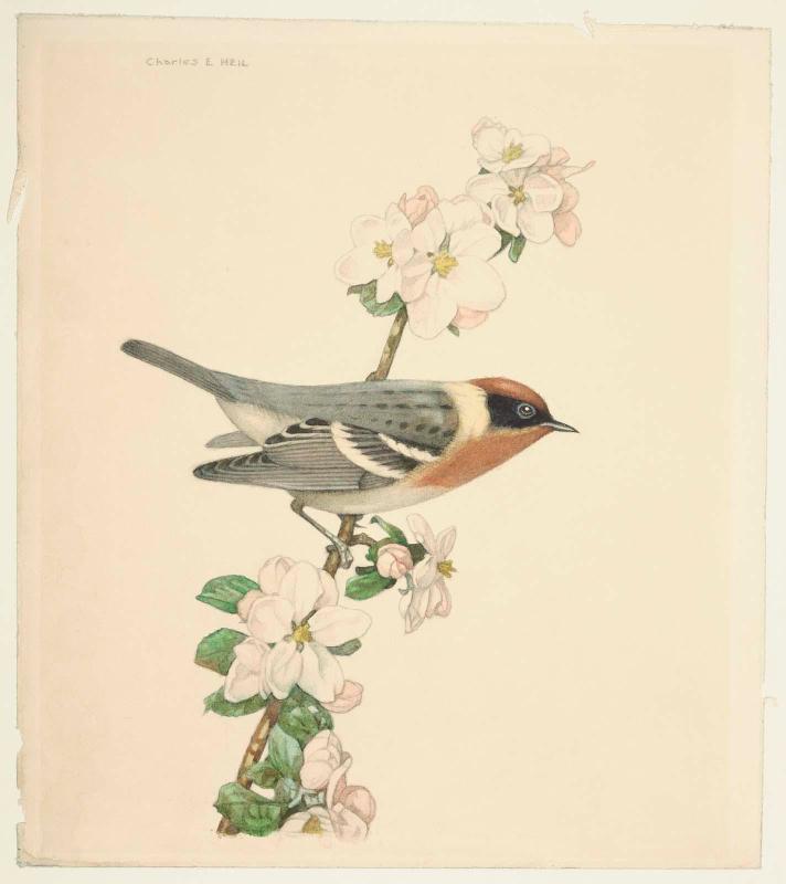 Bay-breasted Warbler on Apple Blossom
