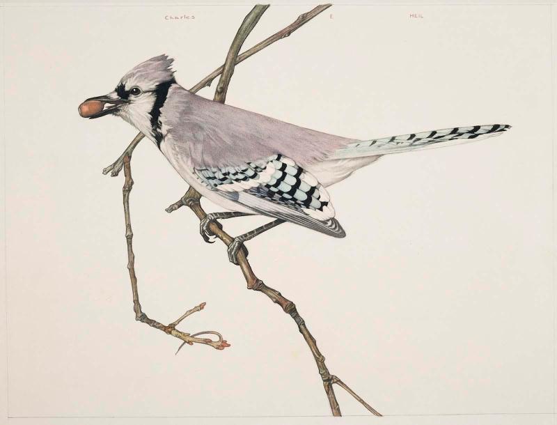 Blue Jay with Acorn