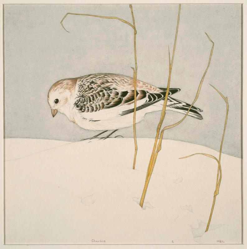 Snow Bunting