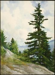 Spruce Tree in a Landscape
