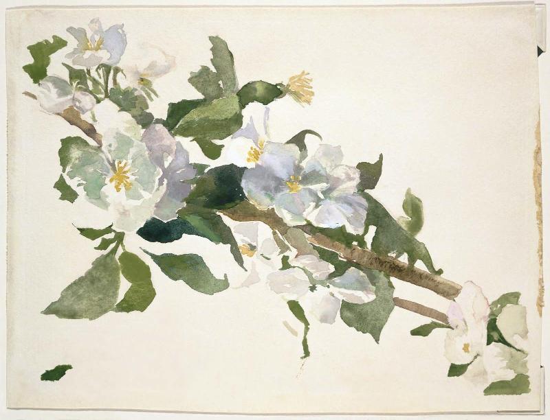 Apple Blossoms