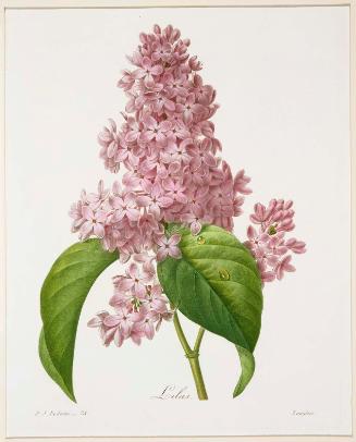 Lilas (Pl. 73 from Redouté, "Choix des Plus Belles Fleurs...", Paris, Panckoucke, et al...1827)