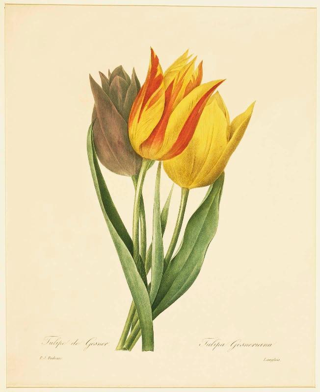Tulipe de Gesner (Parrot Tulip) ( from Redouté, "Choix des Plus Belles Fleurs...", Paris, Panckoucke, et al...1827)