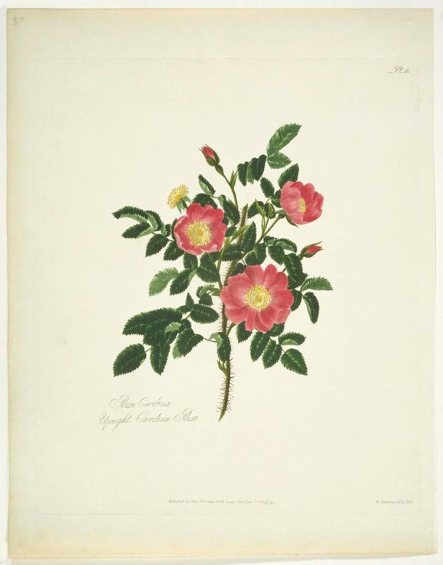 Rosa Carolina/ Upright Carolina Rose (Pl. 36 from Lawrance, "A Collection of Roses from Nature", London, 1799)